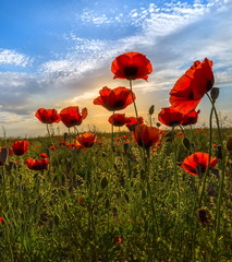 Fototapeta na wymiar Poppies bloom in the steppe. Blooming steppe in the spring. Poppy flowers close up.