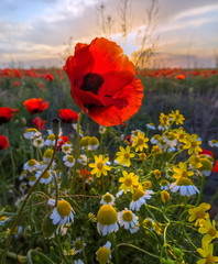 Obraz premium Poppies bloom in the steppe. Blooming steppe in the spring. Poppy flowers close up.
