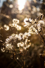 Herbstblumen im Sonnenschein