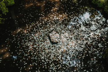 .Lots of coins in a small pond located in a temples and garden of Kyoto in Japan. Japanese culture. Travel photography