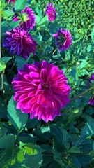 Obraz premium Dahlien