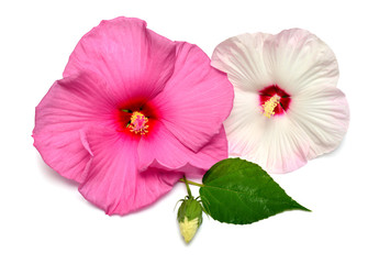 Two pink hibiscus flower with bud and leaf isolated on white background. Flat lay, top view