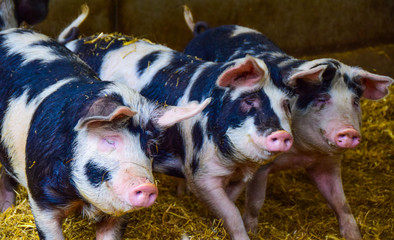 Three black and white pigs in barn