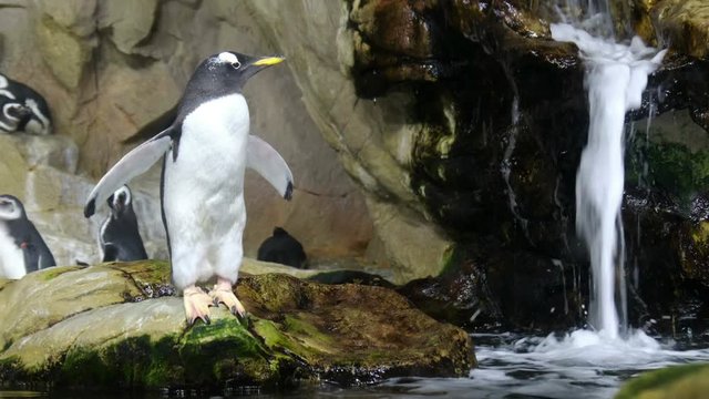 penguin dive pose water falls