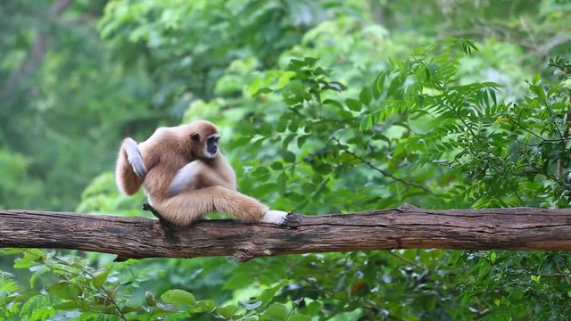 The gibbon in the zoo