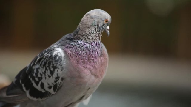 A Pigeon Bird Alone