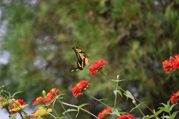 Naturaleza Ecuatoriana y Plantas