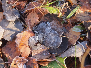 Autumn brown fallen leaves are covered with crystals of frost.