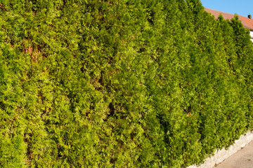 Thuja Lebensbaum Hecke grün
