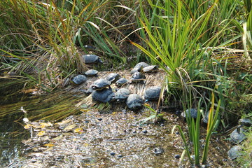 Sinplon Park Milano Turtles