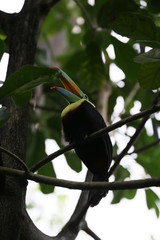 fotos de aves varias 