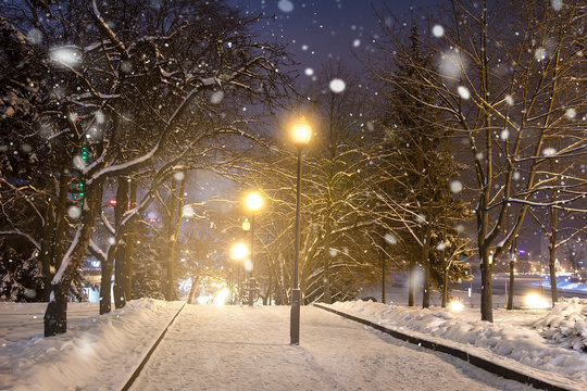 Winter night park. Christmas background.