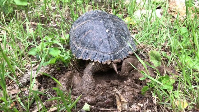 Trachemis Scripta Scripta turtle laying eggs