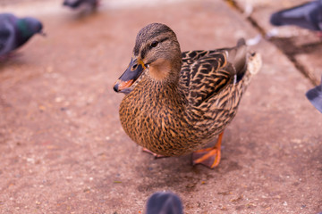 beautiful ducks are waiting for bread from people