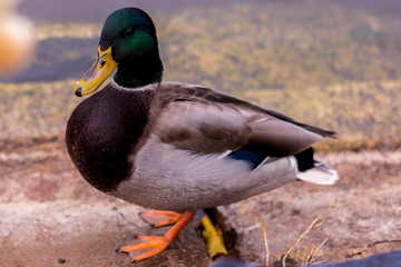 beautiful ducks are waiting for bread from people