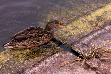beautiful ducks are waiting for bread from people
