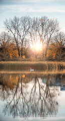 Obraz premium autumn landscape with river and trees swan