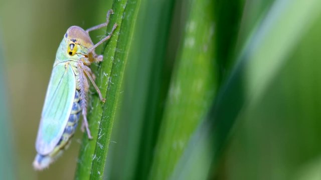 Binsenschmuckzikade an einem Grashalm bei der Nahrungsaufnahme - Makroaufnahme in UHD