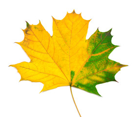 Autumn yellow and green maple leaf isolated on white background. Falling foliage. Flat lay, top view, creative concept