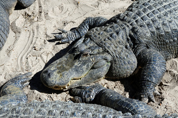 ST AUGUSTINE, FLORIDA, US - OCTOBER 23, 2017: A group of Alligators gather near the edge of a pond, St. Augustine Alligator farm, St. Augustine, FL