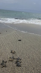 Save the turtles