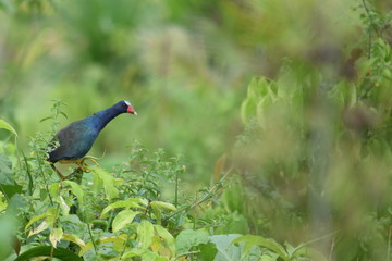 Naturaleza Ecuatoriana y Plantas