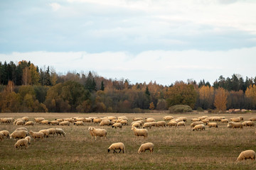 Still nature with sheep