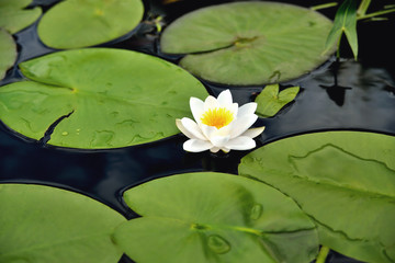 Lily in the water against the background of green leaves