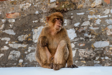 a monkey sits on a background of stones