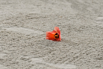 Fototapeta na wymiar Maledivische Blüte Bougainvillea am Strand
