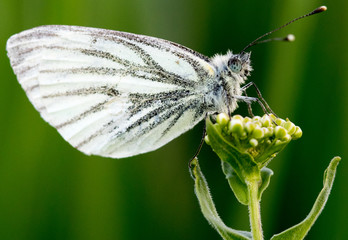 mariposa en su hábitat