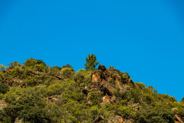 arbres en montagne 