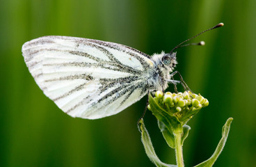 mariposa en su hábitat