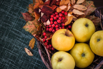 Naklejka na ściany i meble apples on the table in a basket with autumn leaves and red Rowan