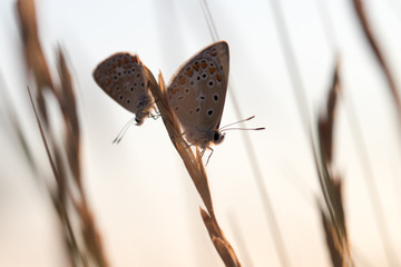 mariposa en su hábitat