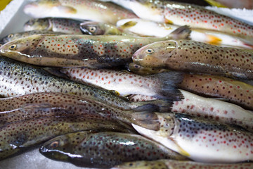 Sea fish in the market