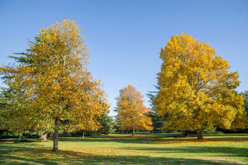 autumn in the woodland