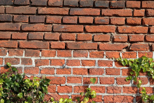 Ivy covered brick wall © Petru