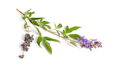 Vitex agnus-castus, also called vitex, chaste tree or chastetree, chasteberry, Abraham's balm, lilac chastetree or monk's pepper isolated.