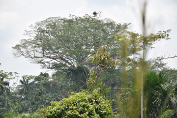 Naturaleza Ecuatoriana y Plantas