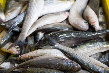 Sea fish in the market