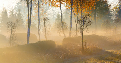 Jesienny Park  © Wojciech Lisiński