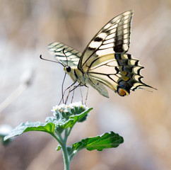 mariposa en su hábitat