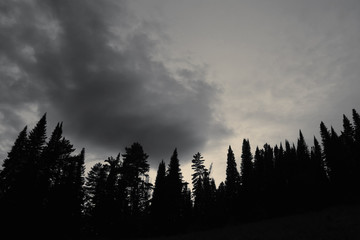 Dark silhouettes of high pines and spruces from below upwards on background of cloudy sunset sky with copy space. Coniferous trees close up in grayscale. Eerie atmospheric monochrome landscape.