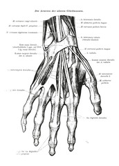 Human Arm Muscle Vein Anatomy Black & White Illustration