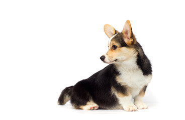 corgi puppy looking