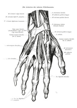 Human Arm Muscle Vein Anatomy Black & White Illustration