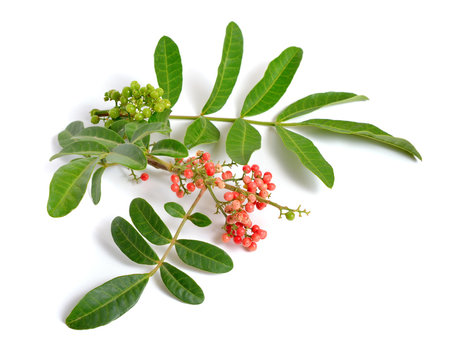 Schinus terebinthifolia or Brazilian peppertree, aroeira or rose pepper, broadleaved pepper tree, wilelaiki or wililaiki, Christmasberry and Florida Holly isolated.