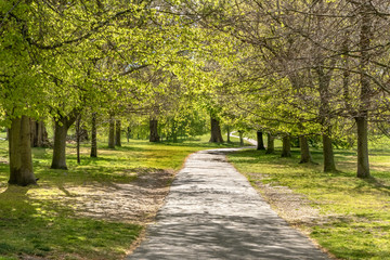 Fototapeta na wymiar path in park at autumn