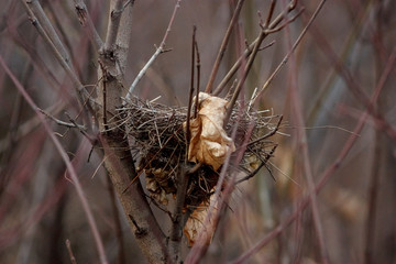 nest